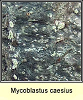 Mycoblastus caesius