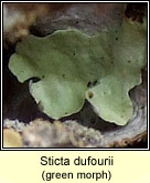 Sticta dufourii (green morph)