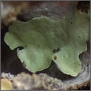 Sticta dufourii, green morph