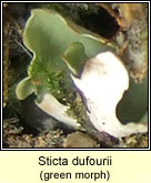 Sticta canariensis