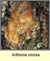 Arthonia vinosa