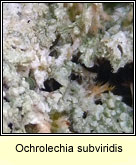 Ochrolechia subviridis