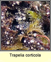 Trapelia corticola