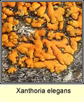Xanthoria elegans