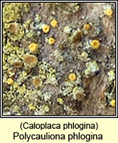 Polycauliona phlogina, Caloplaca phlogina