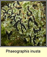 Phaeographis inusta