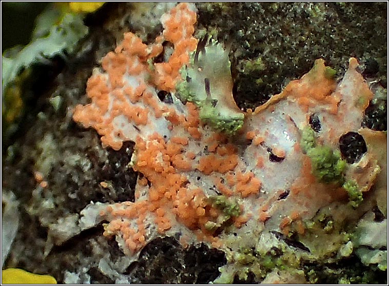 Erythricium aurantiacum, Marchandiomyces aurantiacus