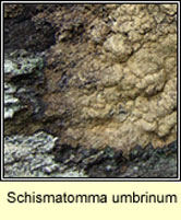 Schismatomma umbrinum