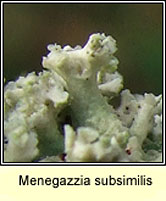 Menegazzia subsimilis