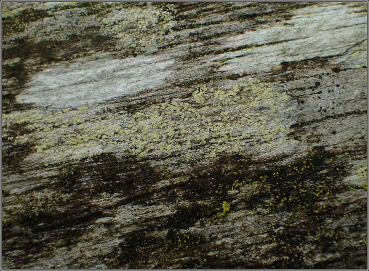 Lecanora barkmaniana