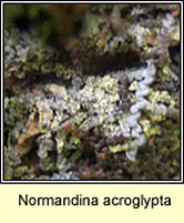 Normandina acroglypta