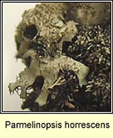 Parmelinopsis horrescens