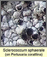 Sclerococcum sphaerale