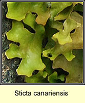 Sticta canariensis