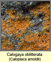Calogaya oblitterata, Caloplaca arnoldii
