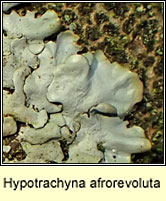 Hypotrachyna afrorevoluta