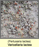 Varicellaria lactea (Pertusaria lactea)
