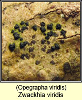 Zwackhia viridis, Opegrapha viridis