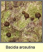 Bacidia arceutina