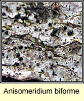 Anisomeridium biforme