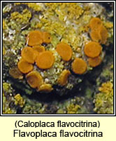 Flavoplaca flavocitrina, Caloplaca flavocitrina