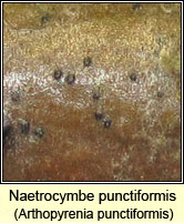 Naetrocymbe punctiformis, Arthopyrenia punctiformis