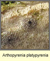 Arthopyrenia platypyrenia