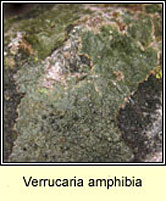 Verrucaria amphibia