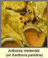 Arthonia molendoi