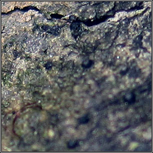 Verrucaria halizoa