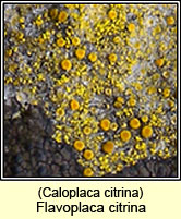 Flavoplaca citrina, Caloplaca citrina
