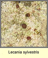 Lecania sylvestris