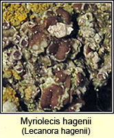 Myriolecis hagenii, Lecanora hagenii