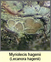 Myriolecis hagenii, Lecanora hagenii