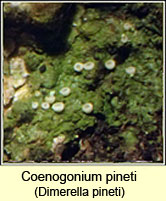 Coenogonium pineti, Dimerella pineti