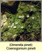 Coenogonium pineti, Dimerella pineti