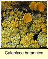 Caloplaca britannica