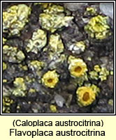 Flavoplaca austrocitrina, Caloplaca austrocitrina