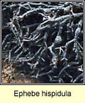 Ephebe hispidula