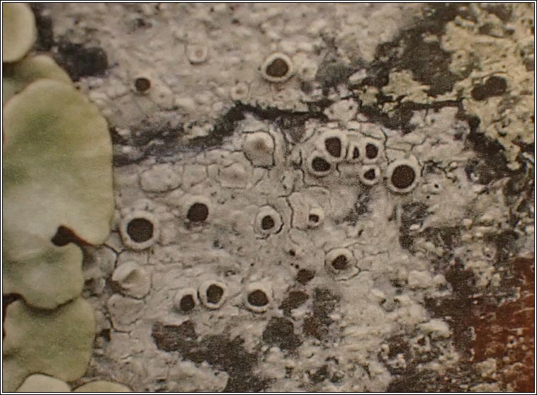 Lecanora pulicaris