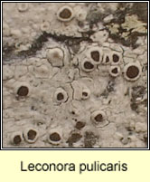 Leconora pulicaris