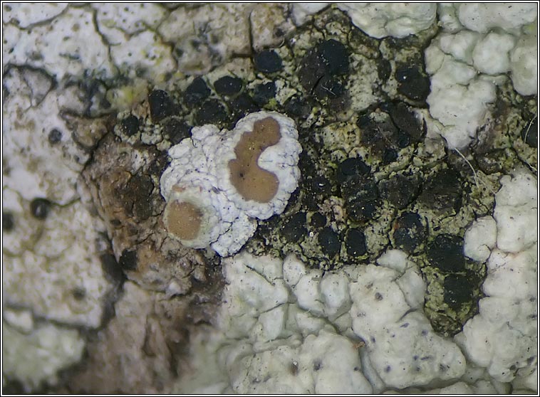 Lecanora sinuosa