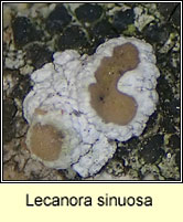 Lecanora sinuosa