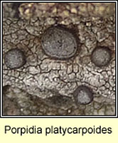 Porpidia platycarpoides