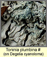 Toninia plumbina