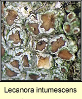 Lecanora intumescens