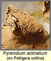 Pyrenidium actinellum on Peltigera