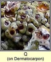 Q on Dermatocarpon miniatum