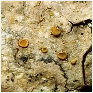 Athallia cerinelloides, Caloplaca cerinelloides