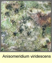 Anisomeridium viridescens